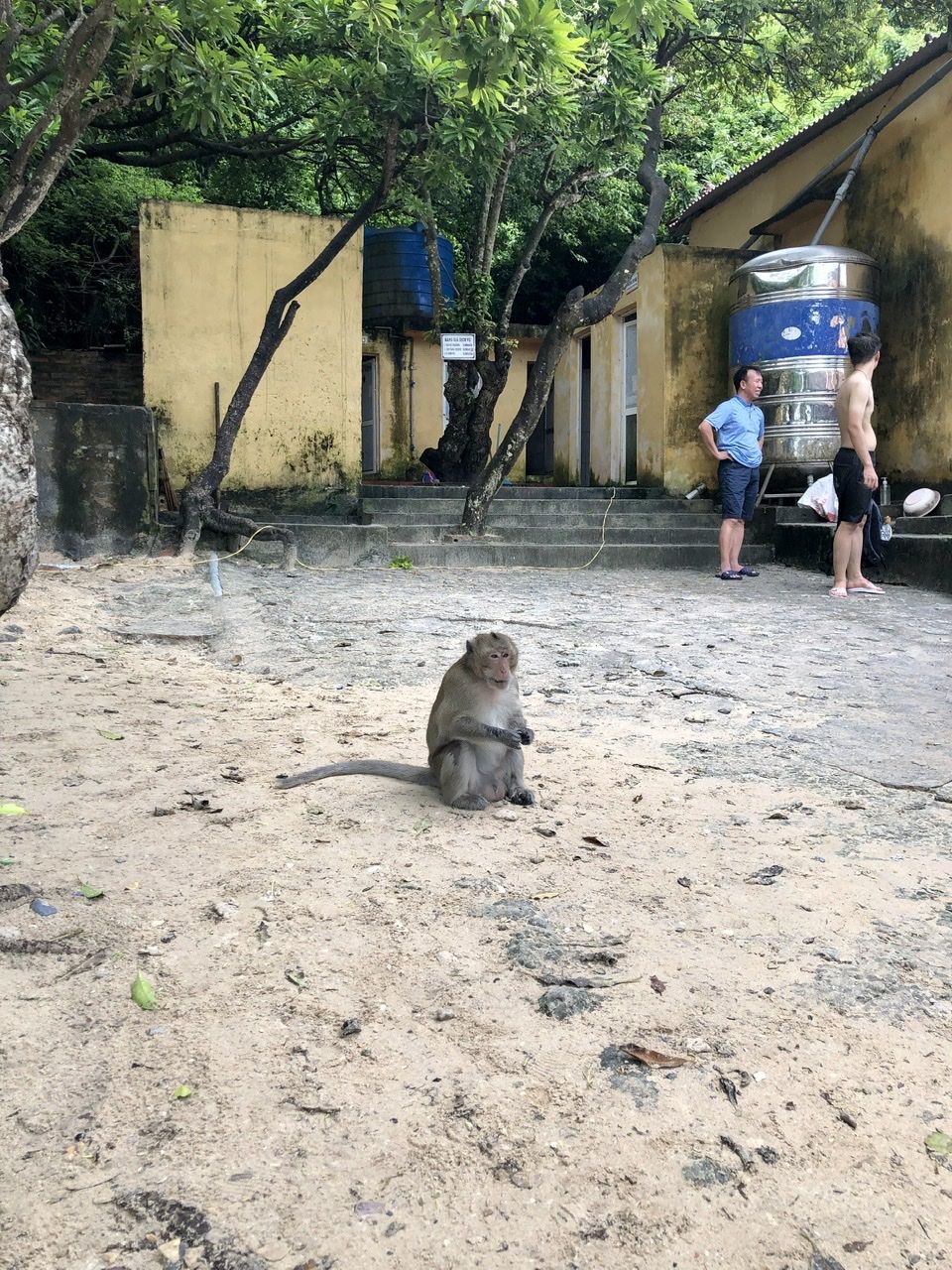 Monkey on the beach