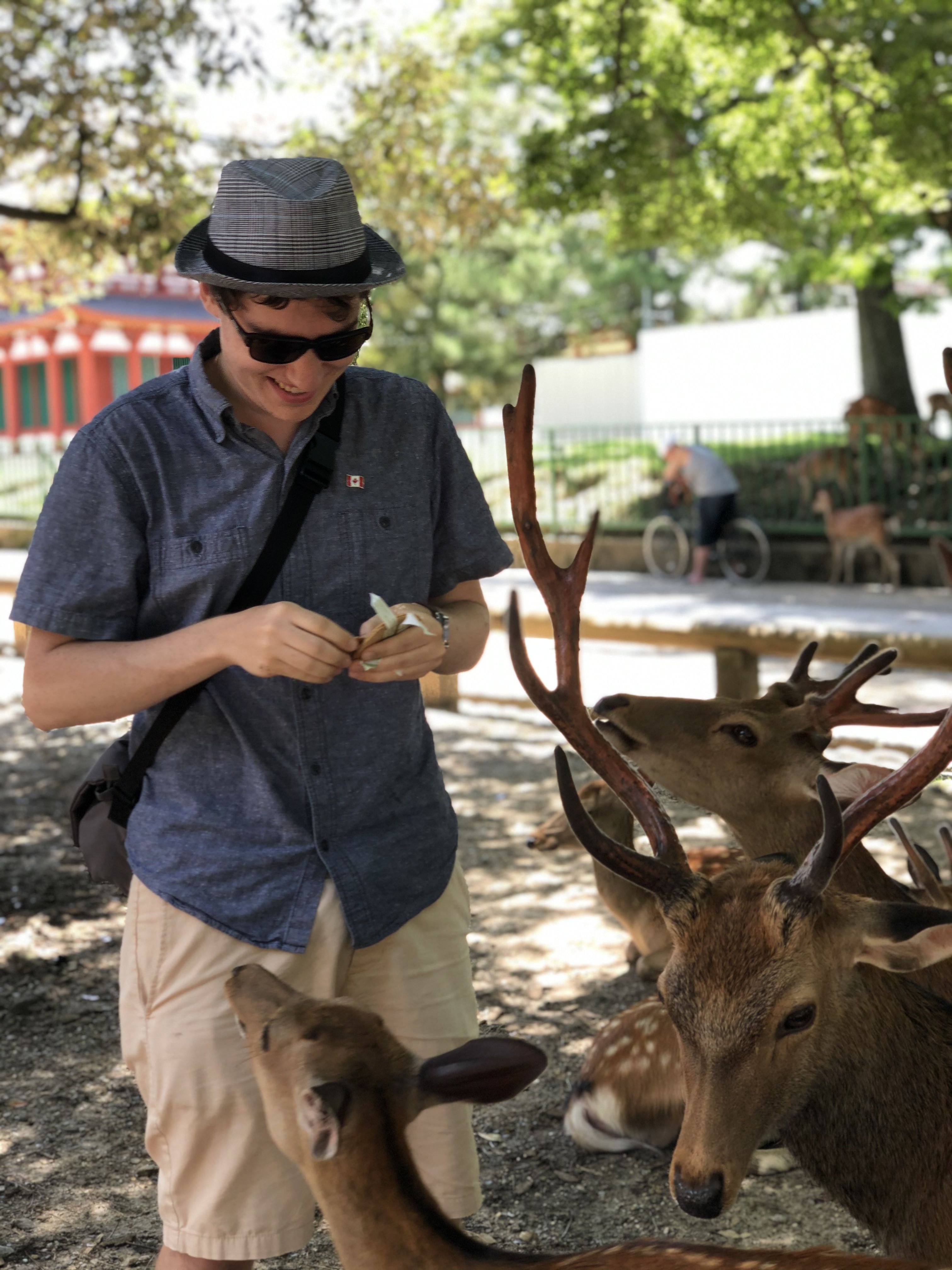 Feeding the deer